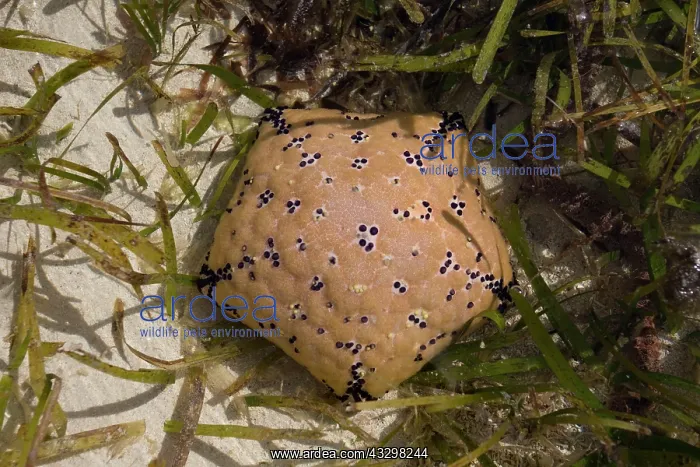 : 80186824 Dorsal view of Cushion star Culcita schmideliana : 80186824 Dorsal view of Cushion star Culcita schmideliana