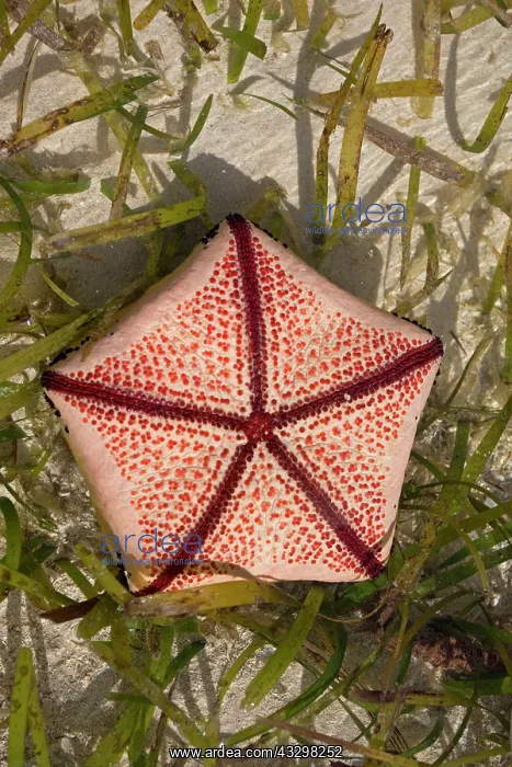 : 80186825 Cushion star found in shallow pool at low : 80186825 Cushion star found in shallow pool at low