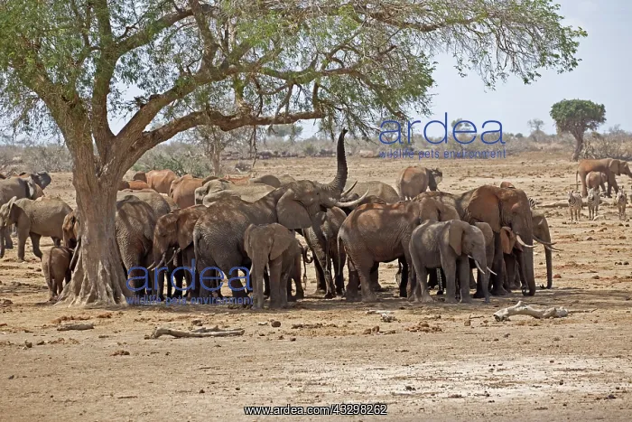: 80186826 Elephant herd under shade of winterthorn : 80186826 Elephant herd under shade of winterthorn