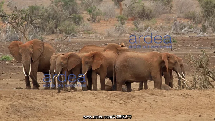  : 80186827 Elephant herd at waterhole Tsavo East National