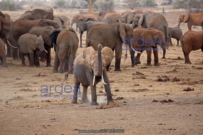 : 80186828 Young elephant testing air with herd at : 80186828 Young elephant testing air with herd at