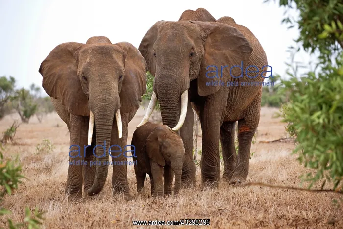 : 80186830 Two female elephant and calf Tsavo East : 80186830 Two female elephant and calf Tsavo East