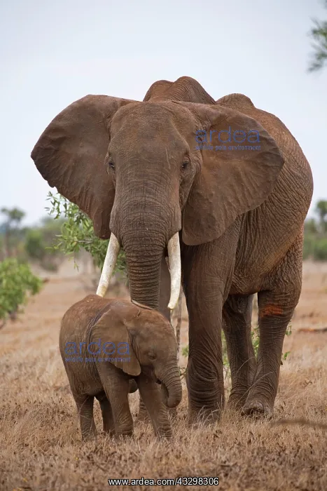 : 80186831 Elephant cow and calf Tsavo East National : 80186831 Elephant cow and calf Tsavo East National