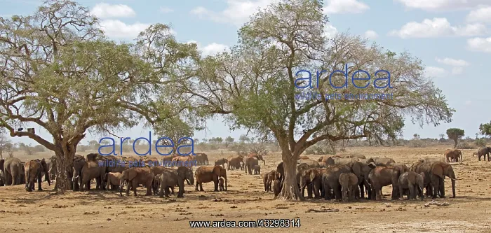 : 80186832 Large elephant herd at waterhole Tsavo : 80186832 Large elephant herd at waterhole Tsavo
