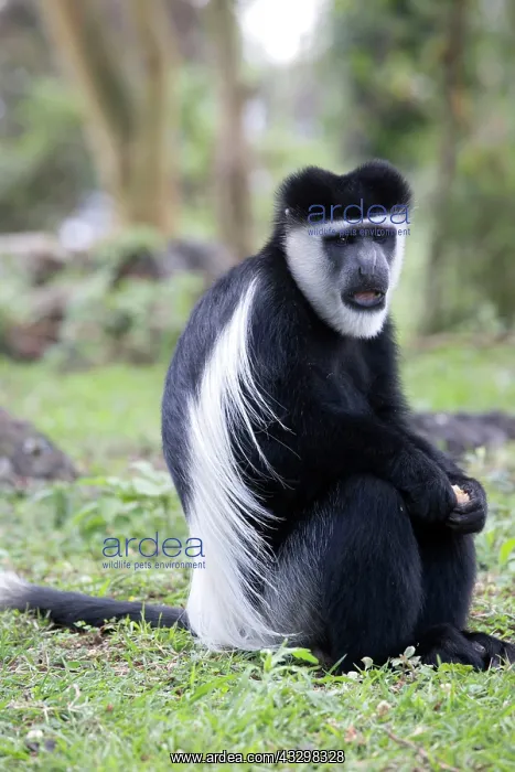: 80186834 Black and white Colobus monkeysitting : 80186834 Black and white Colobus monkeysitting