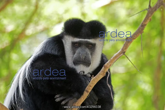: 80186835 Close up of Eastern Colobus monkey Elsamere : 80186835 Close up of Eastern Colobus monkey Elsamere