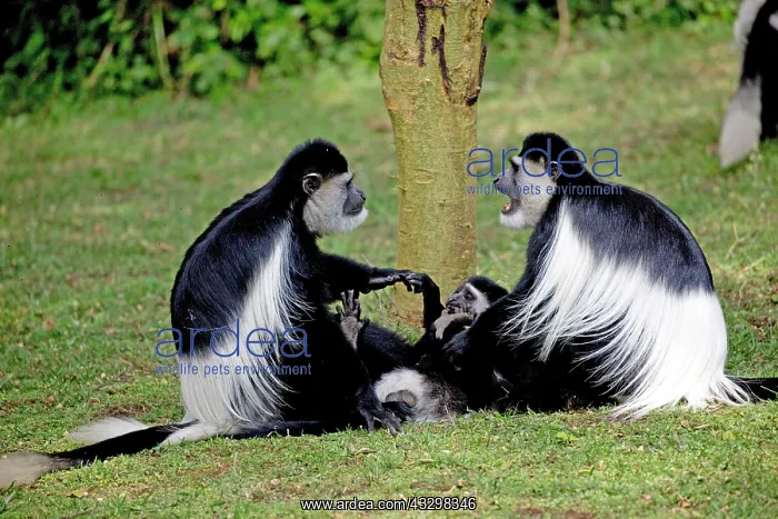 : 80186836 two Colobus monkeys sitting arguing over : 80186836 two Colobus monkeys sitting arguing over