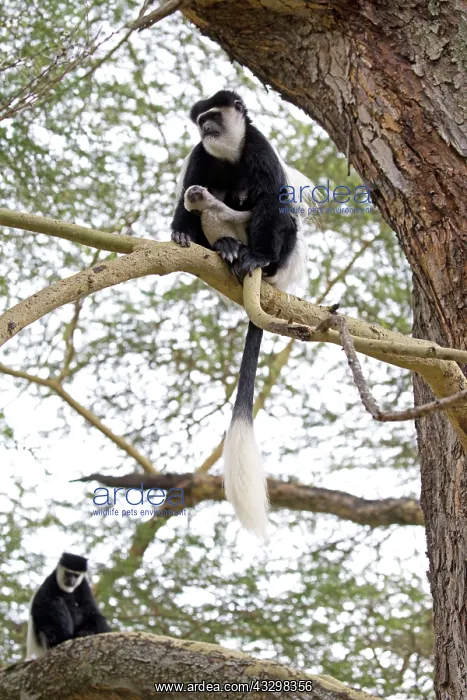 : 80186837 Colobus monkey with baby sitting on trunk : 80186837 Colobus monkey with baby sitting on trunk