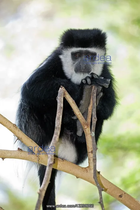 : 80186838 Close up Colobus monkey sitting on branch : 80186838 Close up Colobus monkey sitting on branch