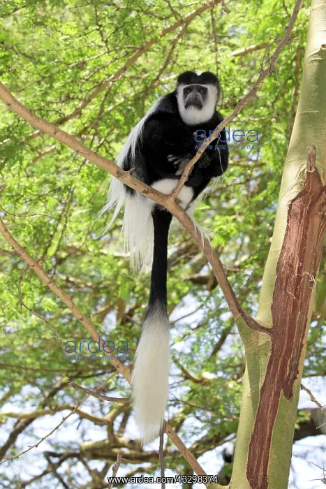 : 80186839 Eastern Colobus monkey sitting in Acacia : 80186839 Eastern Colobus monkey sitting in Acacia