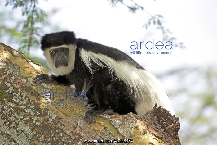 : 80186840 Colobus monkey sitting on trunk of Acacia : 80186840 Colobus monkey sitting on trunk of Acacia