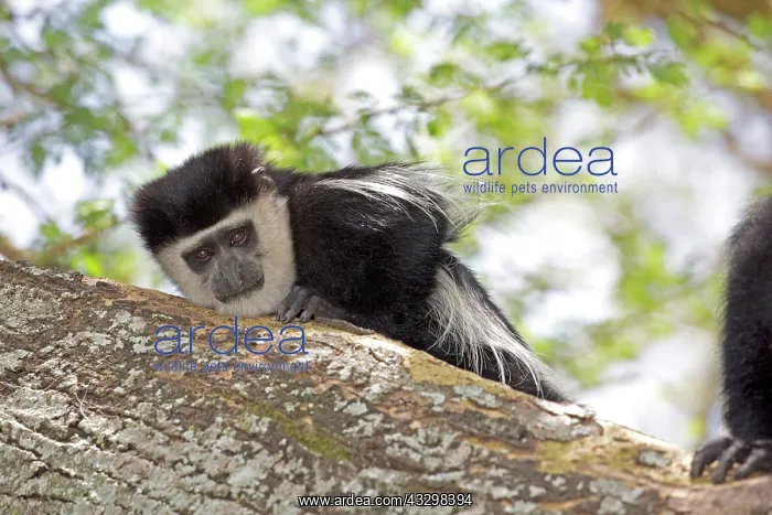 : 80186841 Colobus monkey sitting on trunk of Acacia : 80186841 Colobus monkey sitting on trunk of Acacia