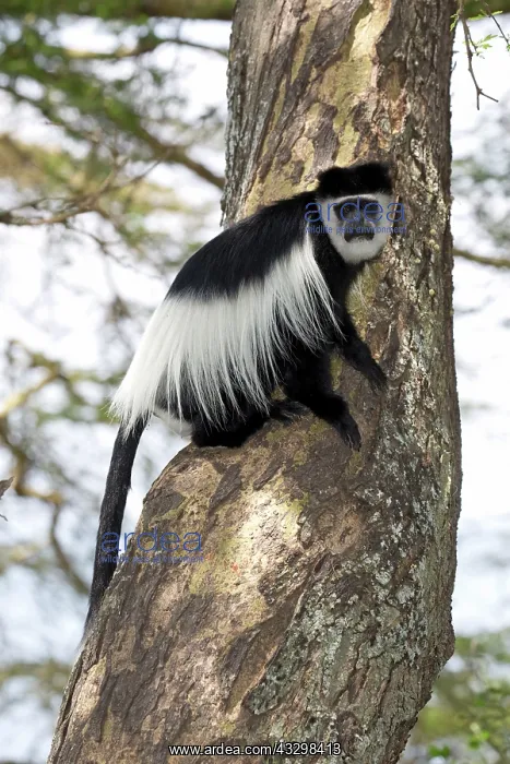: 80186843 One Colobus monkey sitting on trunk of : 80186843 One Colobus monkey sitting on trunk of