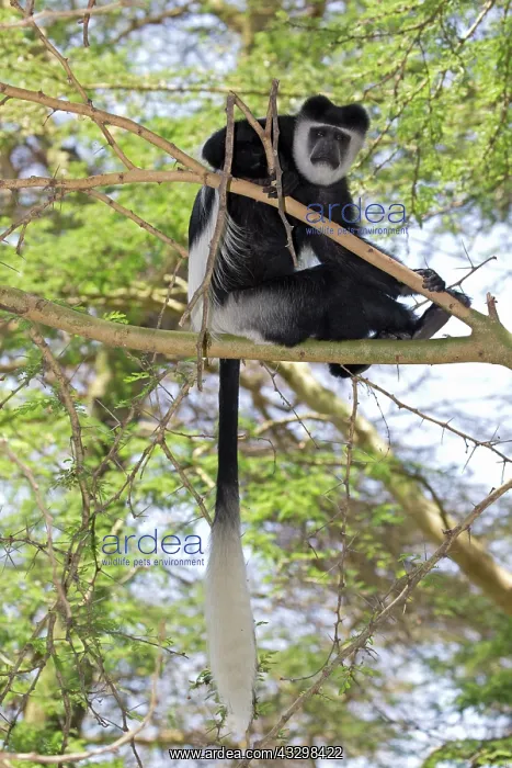 : 80186844 One Colobus monkey sitting in Acacia tree : 80186844 One Colobus monkey sitting in Acacia tree