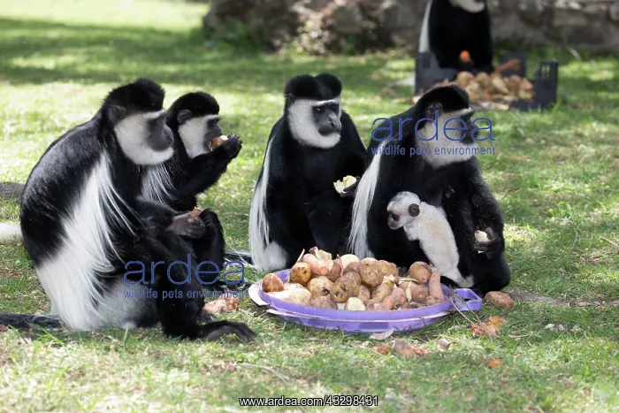 : 80186845 Group four Colobus monkeys with one white : 80186845 Group four Colobus monkeys with one white