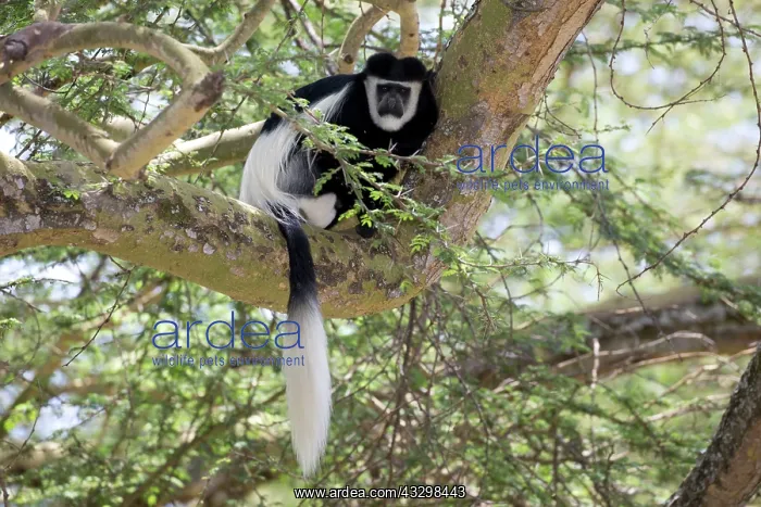 : 80186846 One Colobus monkey sitting in Acacia tree : 80186846 One Colobus monkey sitting in Acacia tree