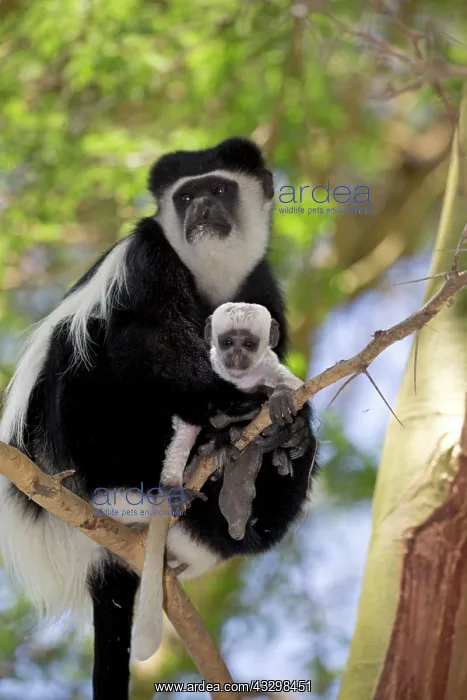 : 80186847 Close up of Colobus monkey with baby sitting : 80186847 Close up of Colobus monkey with baby sitting