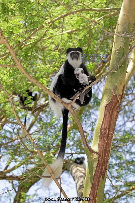 : 80186849 Eastern Colobus monkey mother with baby : 80186849 Eastern Colobus monkey mother with baby
