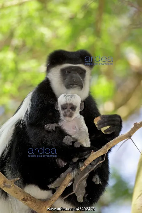 : 80186850 Eastern Colobus monkey with baby sitting : 80186850 Eastern Colobus monkey with baby sitting