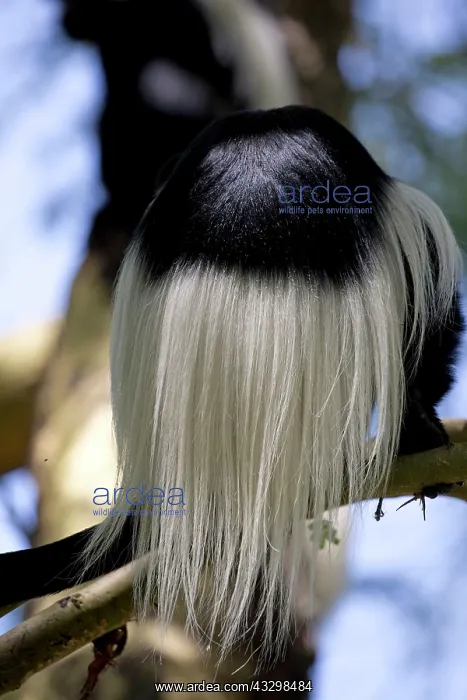 : 80186851 Rear view Colobus monkey Elsamere Naivasha : 80186851 Rear view Colobus monkey Elsamere Naivasha