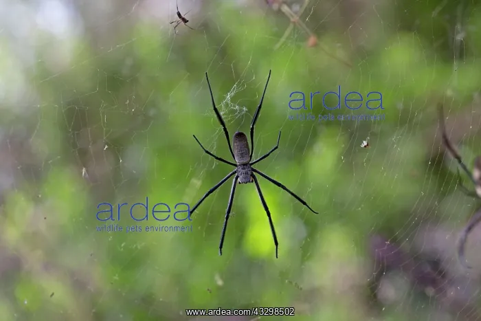 : 80186853 Dorsal view Orb weaving spider in web Elsamere : 80186853 Dorsal view Orb weaving spider in web Elsamere