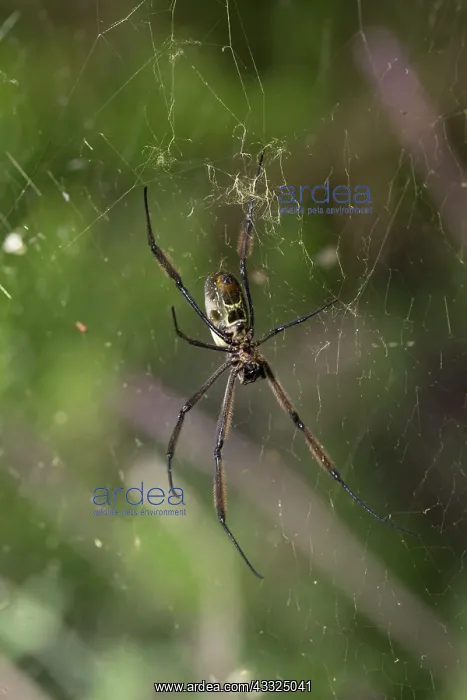 : 80186854 Unsderside of Orb weaving spider in web : 80186854 Unsderside of Orb weaving spider in web