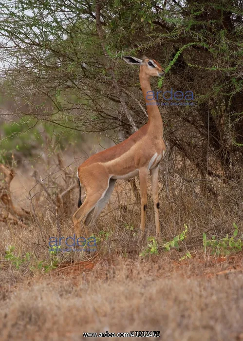 : 80186855 Gerenuk - feeding on Acacia shrub Tsavo : 80186855 Gerenuk - feeding on Acacia shrub Tsavo