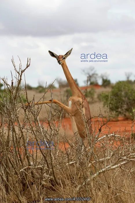 : 80186856 Gerenuk browsing Tsavo East National Park : 80186856 Gerenuk browsing Tsavo East National Park