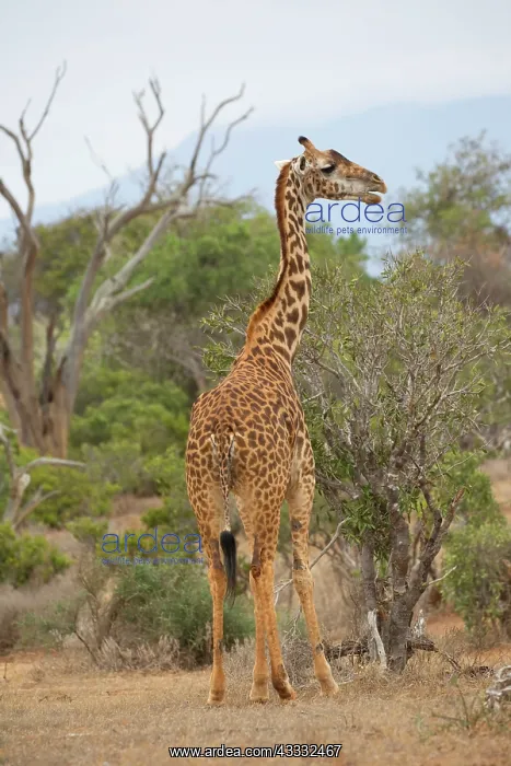 : 80186857 Giraffe Tsavo East National Park, Kenya : 80186857 Giraffe Tsavo East National Park, Kenya