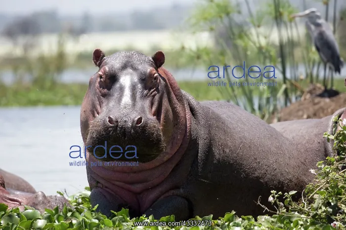 : 80186858 Hippopotamus - half out of water looking : 80186858 Hippopotamus - half out of water looking