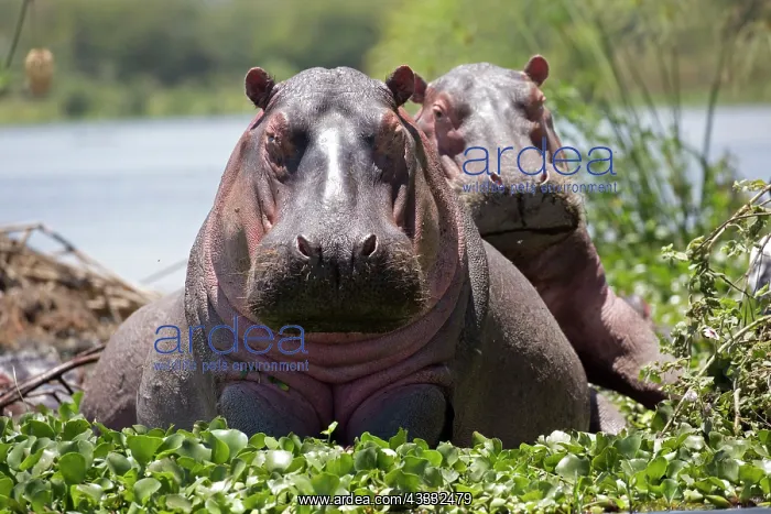: 80186859 Two Hippopotamus half in water facing photographer : 80186859 Two Hippopotamus half in water facing photographer
