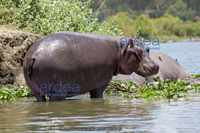 : 80186860 One hippo emerged standing Lake Naivasha : 80186860 One hippo emerged standing Lake Naivasha