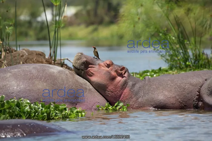  : 80186861 Hippo with oxpecker on head resting on