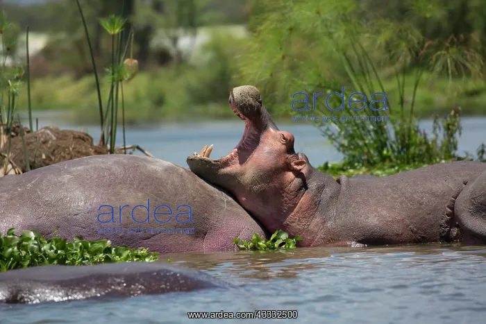 : 80186862 Partly submerged hippo yawning Lake Naivasha : 80186862 Partly submerged hippo yawning Lake Naivasha