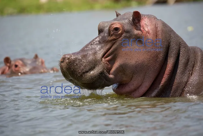: 80186863 Hippo - close up of head Lake Naivasha : 80186863 Hippo - close up of head Lake Naivasha