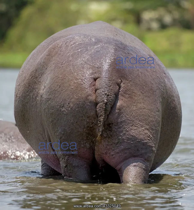 : 80186864 Rear view adult hippo out of water Lake : 80186864 Rear view adult hippo out of water Lake
