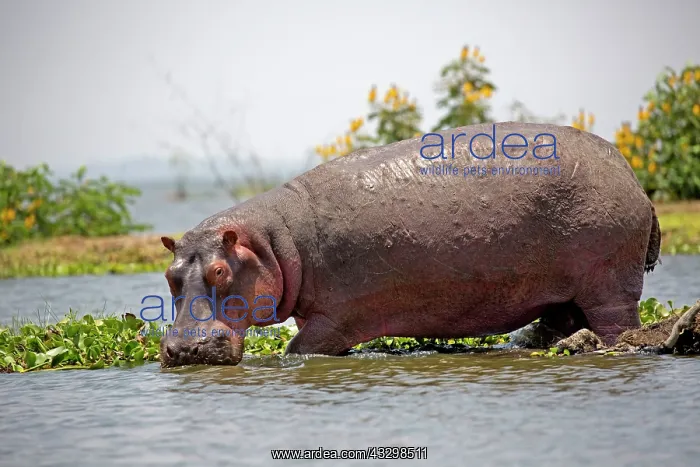 : 80186865 One adult hippo out of water Lake Naivasha : 80186865 One adult hippo out of water Lake Naivasha