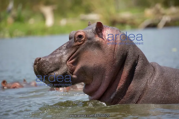 : 80186866 Hippo - closeup of head Lake Naivasha : 80186866 Hippo - closeup of head Lake Naivasha