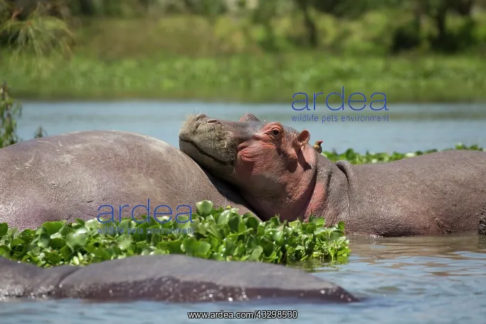 : 80186867 Head of one hippo resting back of another : 80186867 Head of one hippo resting back of another