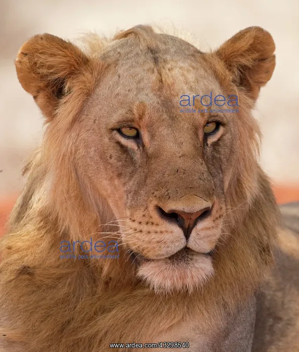 : 80186868 Portrait young male lion Tsavo National : 80186868 Portrait young male lion Tsavo National