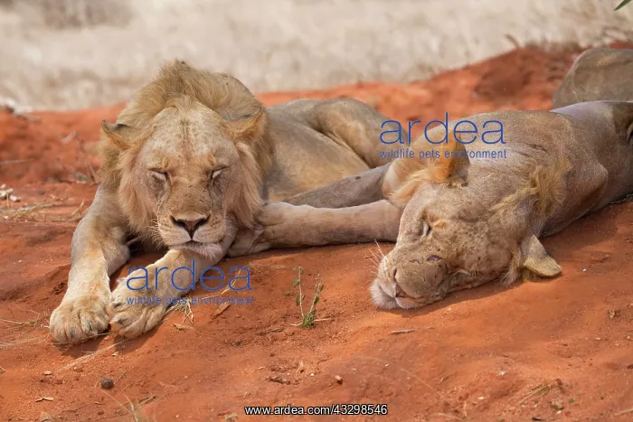: 80186869 Sleepy lion and lioness Tsavo National : 80186869 Sleepy lion and lioness Tsavo National