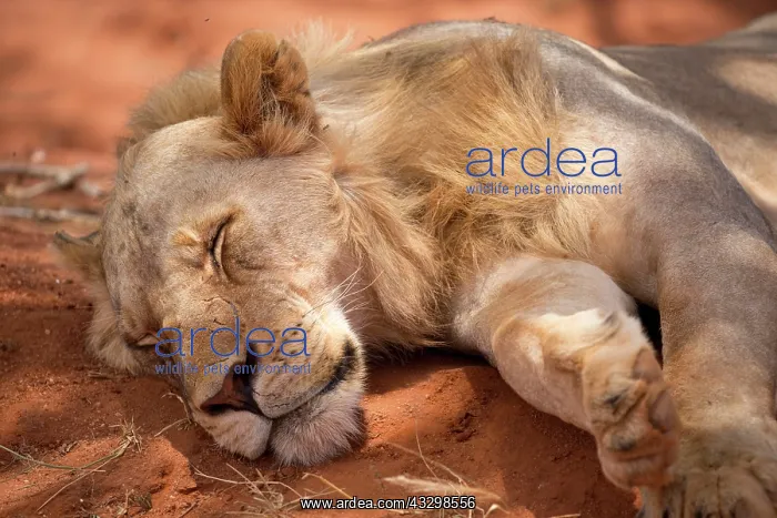 : 80186870 closeup young male lion sleeping Tsavo : 80186870 closeup young male lion sleeping Tsavo
