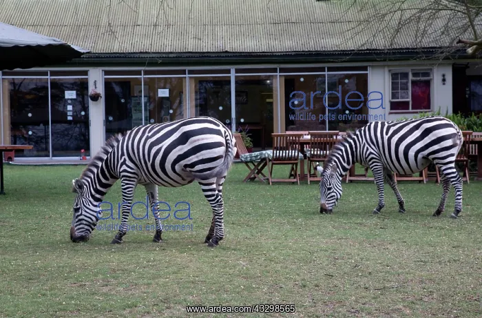: 80186871 Zebra grazing on lawn outside Lodge Elsamere : 80186871 Zebra grazing on lawn outside Lodge Elsamere