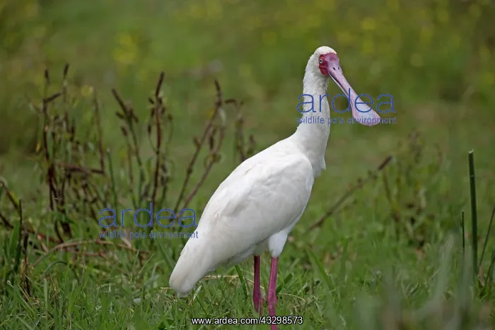 : 80186872 African spoonbill Lake Naivasha, Kenya : 80186872 African spoonbill Lake Naivasha, Kenya