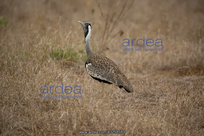 : 80186874 Black-bellied bustard or Korhaan Eupodotis : 80186874 Black-bellied bustard or Korhaan Eupodotis
