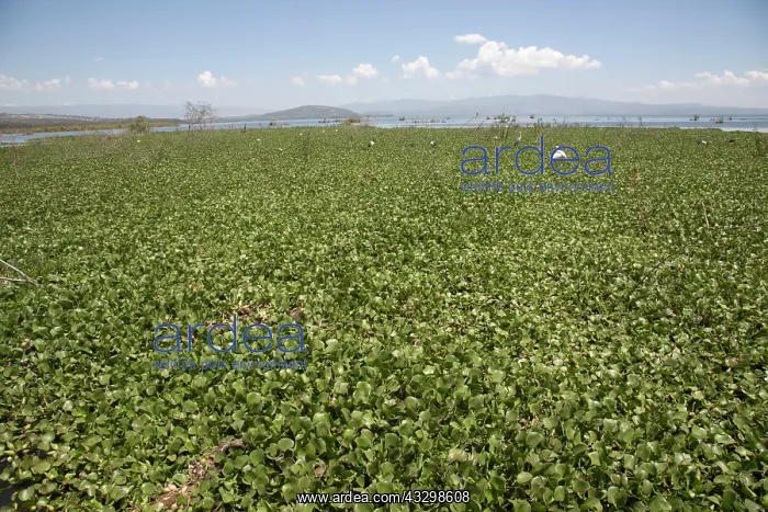 : 80186876 Water hyacinth was introduced into Lake : 80186876 Water hyacinth was introduced into Lake