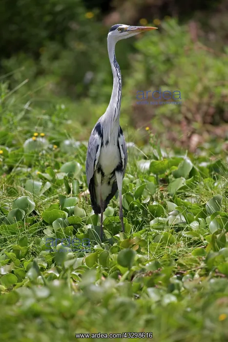 : 80186877 Grey heron Elsamere Lake Naivasha, Kenya : 80186877 Grey heron Elsamere Lake Naivasha, Kenya
