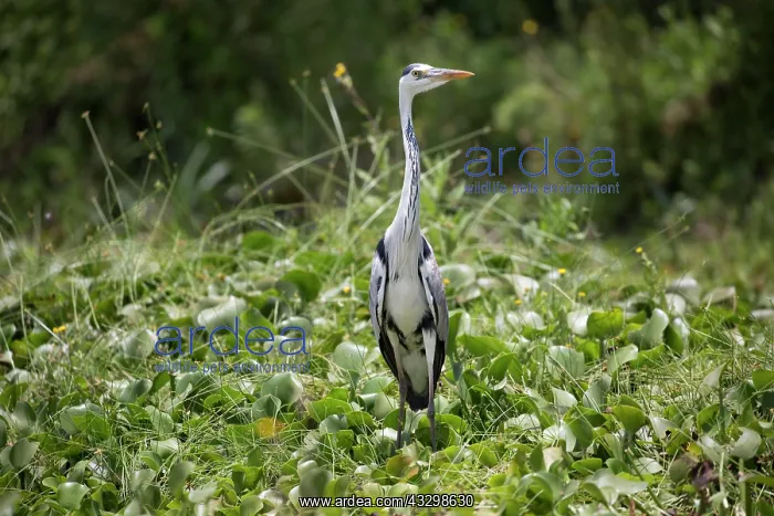 : 80186879 Grey heron standing in water hyacinth Elsamere : 80186879 Grey heron standing in water hyacinth Elsamere