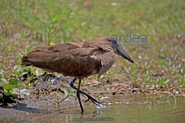 : 80186880 Hammerkop Elsamere Lake Naivasha, Kenya : 80186880 Hammerkop Elsamere Lake Naivasha, Kenya