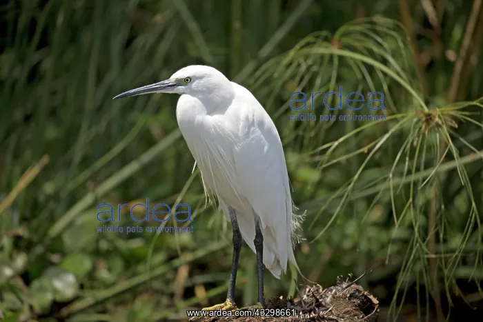 : 80186882 Little egret Elsamere Lake Naivasha, Kenya